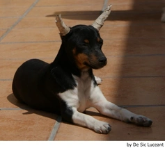 Gos Rater Valencià Dogs Raza - Características, Fotos & Precio | MundoAnimalia