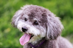 Schnoodle Dogs Breed - Information, Temperament, Size & Price | Lancaster Puppies