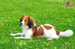 Kooikerhondje Dogs Breed - Information, Temperament, Size & Price | Pets4Homes