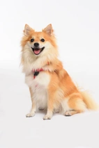 Volpino italiano Dogs Razza - Prezzo, Temperamento & Foto | AnnunciAnimali