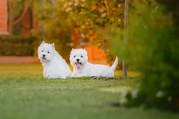 West Highland Terrier Dogs Breed - Information, Temperament, Size & Price | Pets4Homes