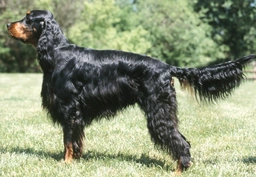 Gordon Setter Dogs Breed - Information, Temperament, Size & Price | Lancaster Puppies