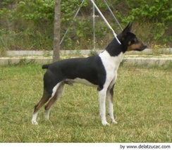 Gos Rater Valencià Dogs Raza - Características, Fotos & Precio | MundoAnimalia