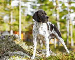 Pointer Dogs Ras: Karakter, Levensduur & Prijs | Puppyplaats