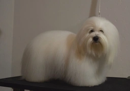 Coton de Tulear Dogs Razza - Prezzo, Temperamento & Foto | AnnunciAnimali