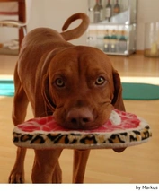 Vizsla korthaar Dogs Ras: Karakter, Levensduur & Prijs | Puppyplaats