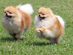 Pomeranian Dogs Breed - Information, Temperament, Size & Price | Pets4Homes