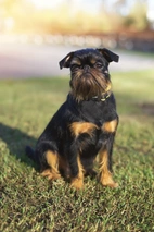 Grifón Belga Dogs Raza - Características, Fotos & Precio | MundoAnimalia