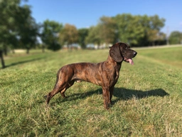 Segugio di Hannover Dogs Razza - Prezzo, Temperamento & Foto | AnnunciAnimali