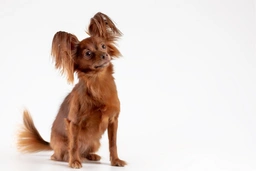 Russian Toy Terrier Dogs Breed - Information, Temperament, Size & Price | Lancaster Puppies