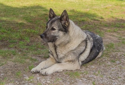 Norwegian Elkhound Dogs Breed - Information, Temperament, Size & Price | Lancaster Puppies