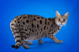 Savannah Cats Razza - Prezzo, Temperamento & Foto | AnnunciAnimali