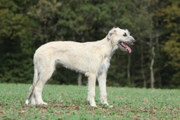 Irish Wolfhound Dogs Breed - Information, Temperament, Size & Price | Pets4Homes