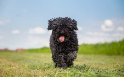 Hungarian Puli Dogs Breed - Information, Temperament, Size & Price | Lancaster Puppies