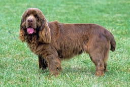 Sussex Spaniel Dogs Ras: Karakter, Levensduur & Prijs | Puppyplaats