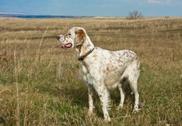 English Setter Dogs Breed - Information, Temperament, Size & Price | Lancaster Puppies