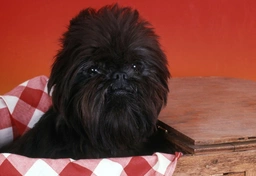 Affenpinscher Dogs Breed - Information, Temperament, Size & Price | Pets4Homes