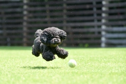 Caniche Toy Dogs Raza - Características, Fotos & Precio | MundoAnimalia