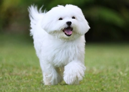Maltese Dogs Razza - Prezzo, Temperamento & Foto | AnnunciAnimali