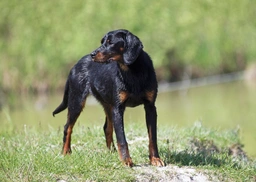 Slovensky Kopov Dogs Breed - Information, Temperament, Size & Price | Lancaster Puppies