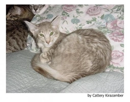 Javanés Cats Raza - Características, Fotos & Precio | MundoAnimalia