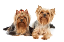 Yorkshire Terrier Dogs Raza - Características, Fotos & Precio | MundoAnimalia