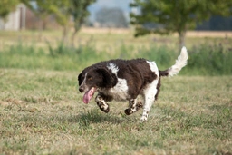 Wachtelhund Dogs Razza - Prezzo, Temperamento & Foto | AnnunciAnimali