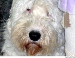 Old English Sheepdog Dogs Ras: Karakter, Levensduur & Prijs | Puppyplaats
