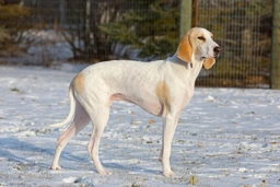 Porcelaine Dogs Razza - Prezzo, Temperamento & Foto | AnnunciAnimali
