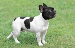 French Bulldog Dogs Breed - Information, Temperament, Size & Price | Lancaster Puppies