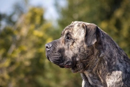 Presa Canario Dogs Breed - Information, Temperament, Size & Price | Pets4Homes