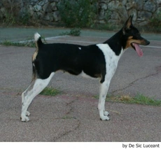 Gos Rater Valencià Dogs Raza - Características, Fotos & Precio | MundoAnimalia