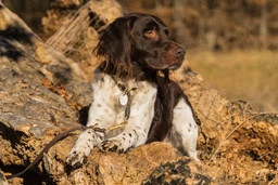 Heidewachtel Dogs Ras: Karakter, Levensduur & Prijs | Puppyplaats