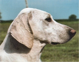 Billy Dogs Raza - Características, Fotos & Precio | MundoAnimalia