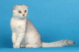 Scottish Fold Cats Raza - Características, Fotos & Precio | MundoAnimalia