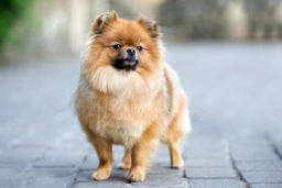 Pomeranian Dogs Breed - Information, Temperament, Size & Price | Pets4Homes
