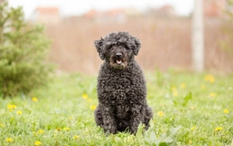 Hungarian Puli Dogs Breed - Information, Temperament, Size & Price | Lancaster Puppies