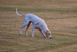 Porcelaine Dogs Razza - Prezzo, Temperamento & Foto | AnnunciAnimali