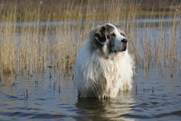 Mastín del Pirineo Dogs Raza - Características, Fotos & Precio | MundoAnimalia
