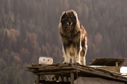 Sarplaninac Dogs Raza - Características, Fotos & Precio | MundoAnimalia