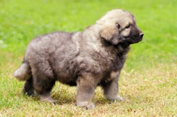 Sarplaninac Dogs Raza - Características, Fotos & Precio | MundoAnimalia