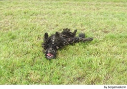 Bergamasco Dogs Breed - Information, Temperament, Size & Price | Lancaster Puppies