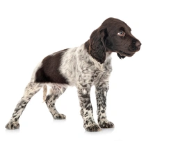 Heidewachtel Dogs Ras: Karakter, Levensduur & Prijs | Puppyplaats