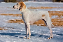 Porcelaine Dogs Razza - Prezzo, Temperamento & Foto | AnnunciAnimali