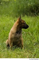 Mechelse Herder Dogs Ras: Karakter, Levensduur & Prijs | Puppyplaats