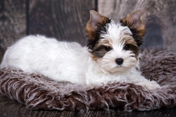 Biewer Terrier Dogs Ras: Karakter, Levensduur & Prijs | Puppyplaats