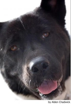 Akita Dogs Breed - Information, Temperament, Size & Price | Lancaster Puppies