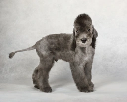Bedlington Terrier Dogs Razza - Prezzo, Temperamento & Foto | AnnunciAnimali