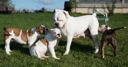 American Bulldog Dogs Breed - Information, Temperament, Size & Price | Pets4Homes