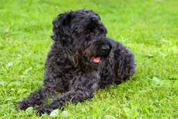 Kerry Blue Terrier Dogs Breed - Information, Temperament, Size & Price | Lancaster Puppies